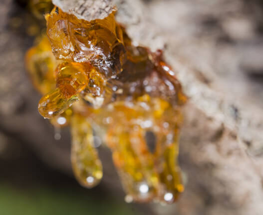 Boswellia Serrata Oil